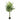 Lule / Palme 12 Dege / 1.1m