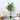 Lule / Palme 27 Dege / 1.7m