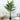 Lule / Palme 36 Dege / 2m
