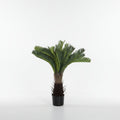Lule / Peme / 70cm