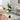 Lule / Kamelia / 1.2m