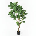 Lule / Peme fiku / 1.6m