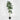 Lule / Peme fiku / 1.45m
