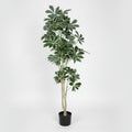 Lule / Peme fiku / 1.45m