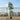 Lule / Peme fiku / 1.45m