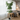 Lule / Peme fiku / 1.45m