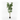 Lule / Peme fiku / 1.45m