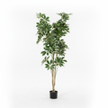Lule / Peme fiku / 1.45m