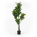 Lule / Peme fiku / 1.2m