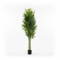 Lule / Palme 36 Dege / 2m
