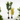 Lule / Peme fiku / 1.6m
